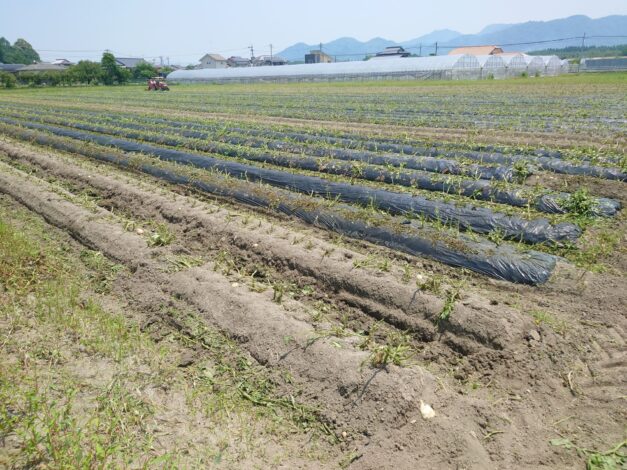 623日目　2025-6-1【日本一周農業旅 熊本編】
