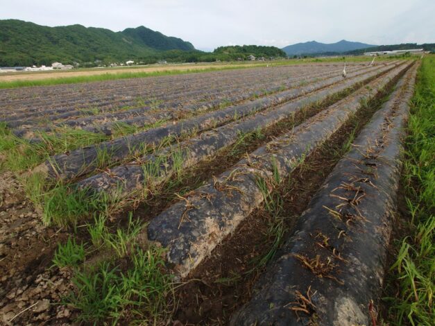 642日目　2025-6-20【日本一周農業旅 熊本編】