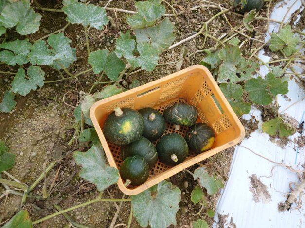 770日目　2025-10-26【日本一周農業旅 長崎編】