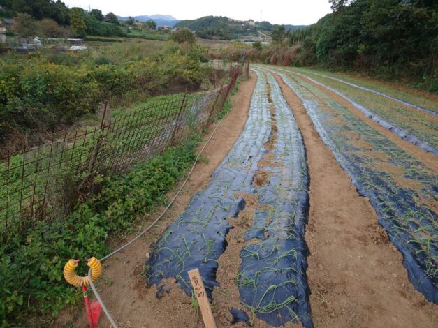 772日目　2025-10-28【日本一周農業旅 長崎編】