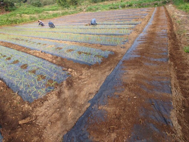 774日目　2025-10-30【日本一周農業旅 長崎編】