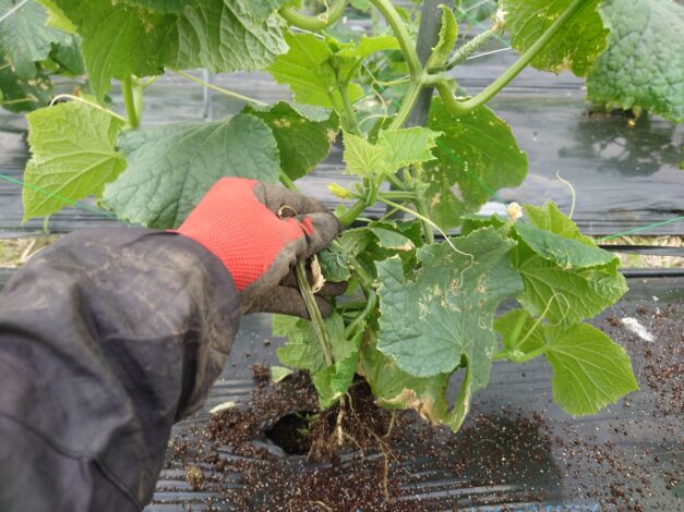 794日目　2025-11-19【日本一周農業旅 山口編】