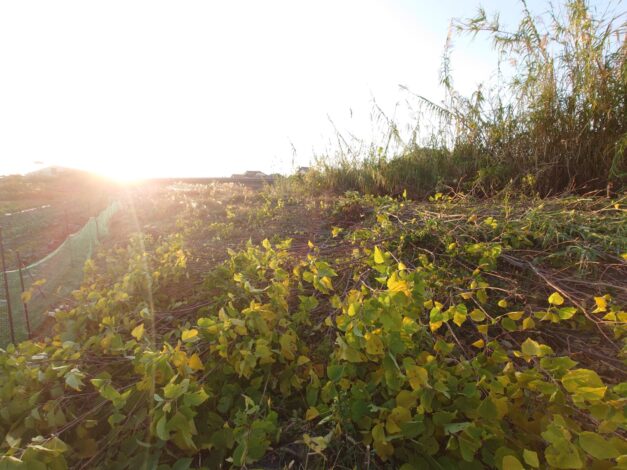 804日目　2025-11-29【日本一周農業旅 山口編】