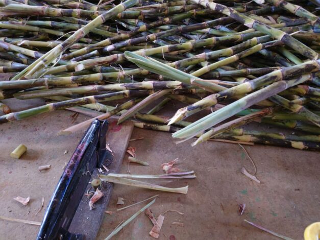 沖縄で越冬(南大東島編) season1 　2026-1-11