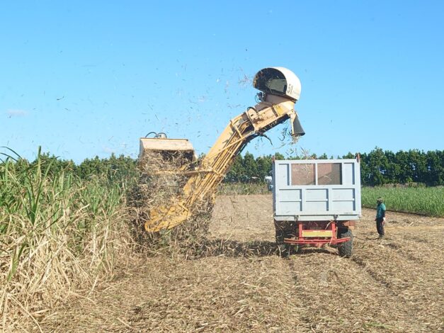 沖縄で越冬(南大東島編) season1 　2026-1-16