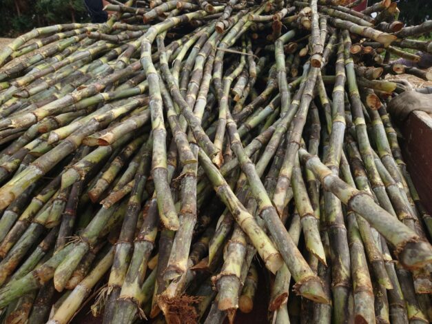 沖縄で越冬(南大東島編) season1 　2026-2-7