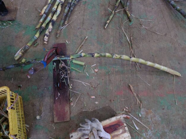 沖縄で越冬(南大東島編) season1 　2026-2-12