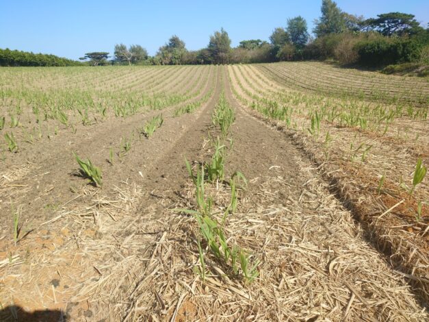 沖縄で越冬(南大東島編) season1 　2026-2-14