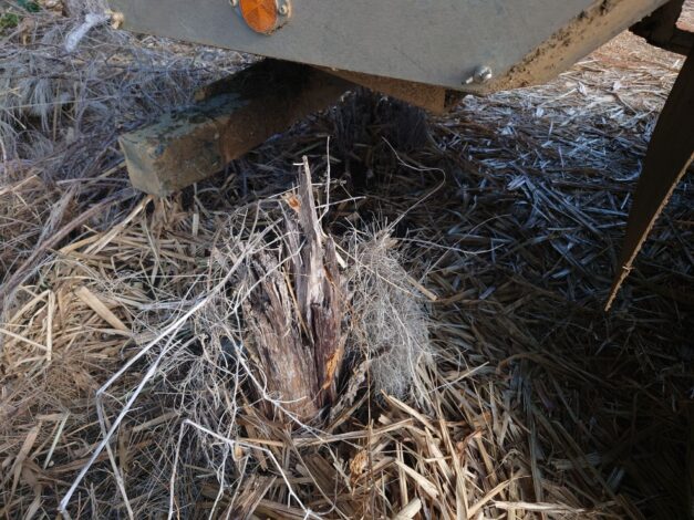 沖縄で越冬(南大東島編) season1 2026-2-19