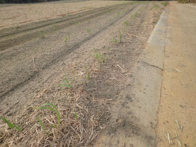 沖縄で越冬(南大東島編) season1 　2026-2-23