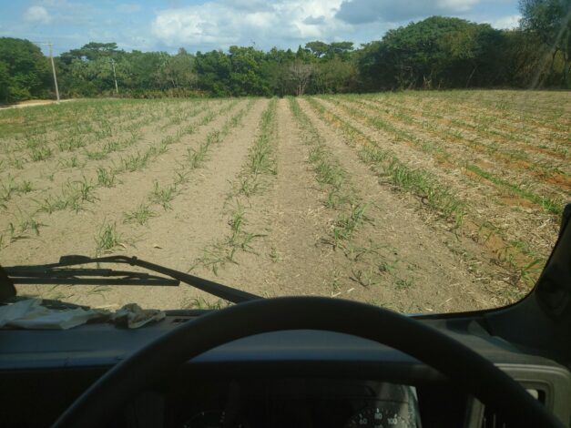 沖縄で越冬(南大東島編) season1 　2026-3-11