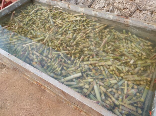 沖縄で越冬(南大東島編) season1 　2026-3-17