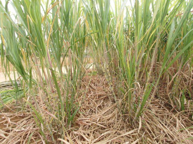 沖縄で越冬(南大東島編) season1 　2026-3-18