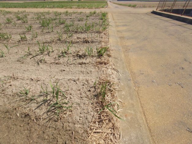 沖縄で越冬(南大東島編) season1 　2026-3-22